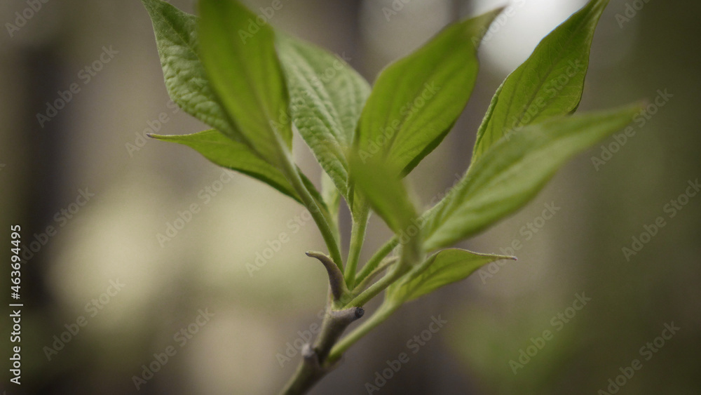Macro delicate dogwood leaves grow in spring garden