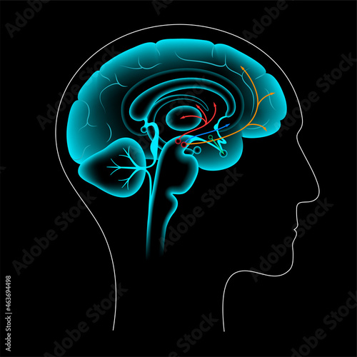 Dopamine pathway concept