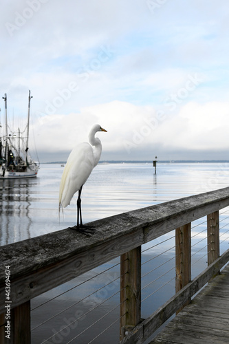 A Beautiful Egret Watches Over A South Carolina Creek photo