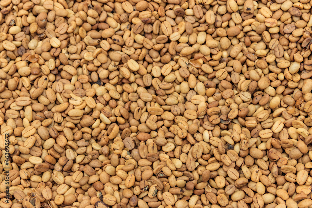 Background of the raw coffee beans Background of the raw coffee beans
