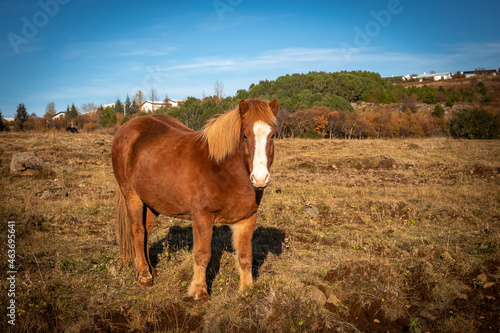 Chestnut coloured icelandic horse in the field. Sunny day, blue sky, autumn colours. 
