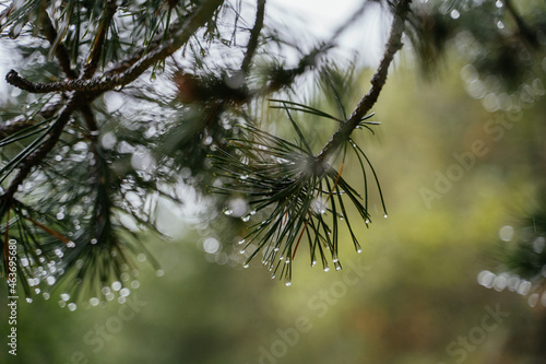 Detail of rain droplets on abies leaves in the mountain photo