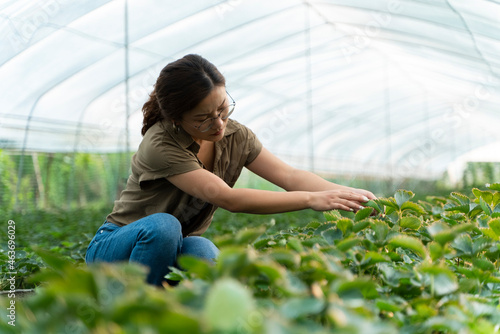 Chinese young famer in Strawberry greenhouse farm photo