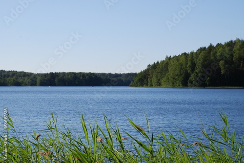 Blue water and reeds in the lake. Summer sunny day. The wavy surface of the water of the forest lake in the water near the coast is growing green reeds, on the other side there is a wall of the forest
