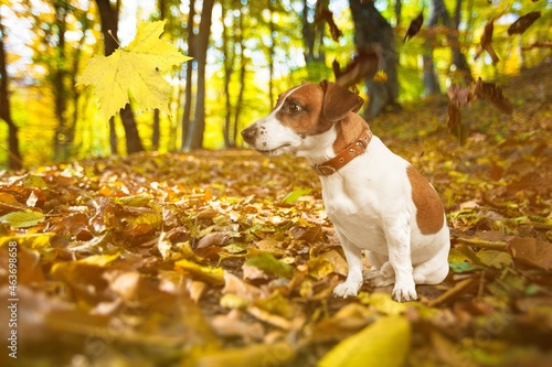 Happy pet dog puppy walking in the forest. Colored golden autumn fall concept.
