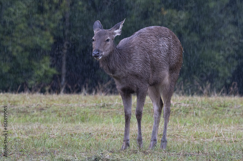 Fototapeta Naklejka Na Ścianę i Meble -  Sambar Deer, Rusa unicolor, Khao Yai National Park, Thailand