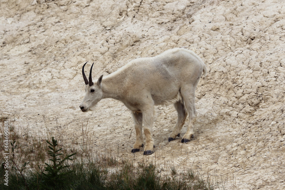 A Mountain Goat (Oreamnos americanus) feeding in Jasper National Park, Alberta, Canada. A Mountain Goat (Oreamnos americanus) feeding in Jasper National Park, Alberta, Canada.