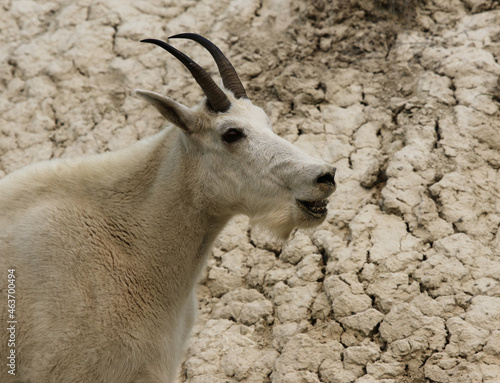 A Mountain Goat (Oreamnos americanus) with an open mouth in Jasper National Park, Alberta, Canada. photo