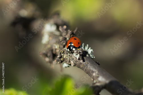 The seven-spot ladybird (lat. Coccinella septempunctata), of the family Coccinellidae, and the common orange lichen (lat. Xanthoria parietina), of the family Teloschistaceae.