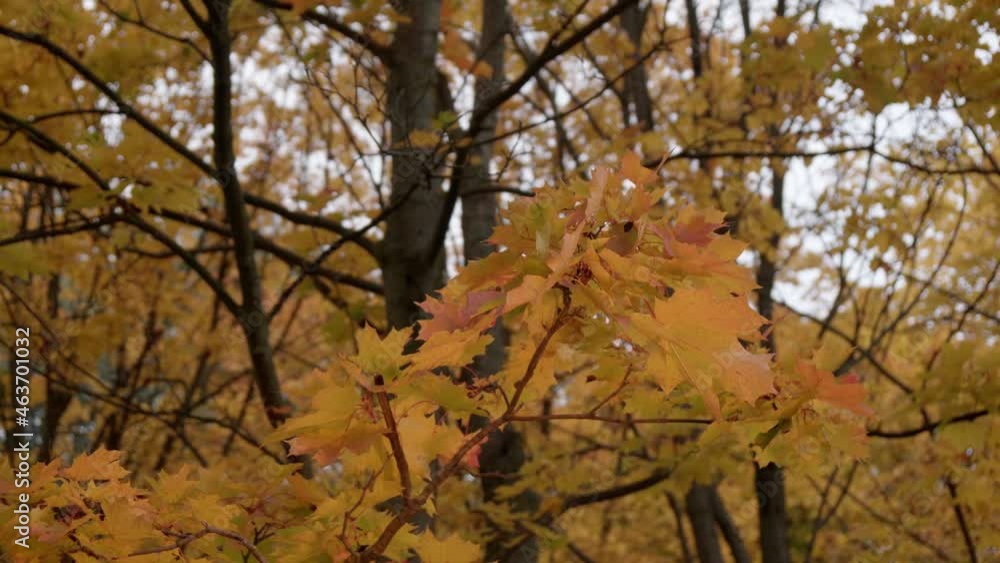Nature Video Scenario scene close up of colorful maple leaf that is blowing by the wind and maple leaves are changing colors in the autumn with blur colorful bokeh background,Nature concept Nature Video Scenario scene close up of colorful maple leaf that is blowing by the wind and maple leaves are changing colors in the autumn with blur colorful bokeh background,Nature concept