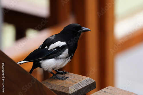 A Black-billed Magpie (Pica hudsonia) sitting the post of a railing in the Banff townsite in Banff National Park, Alberta, Canada. photo