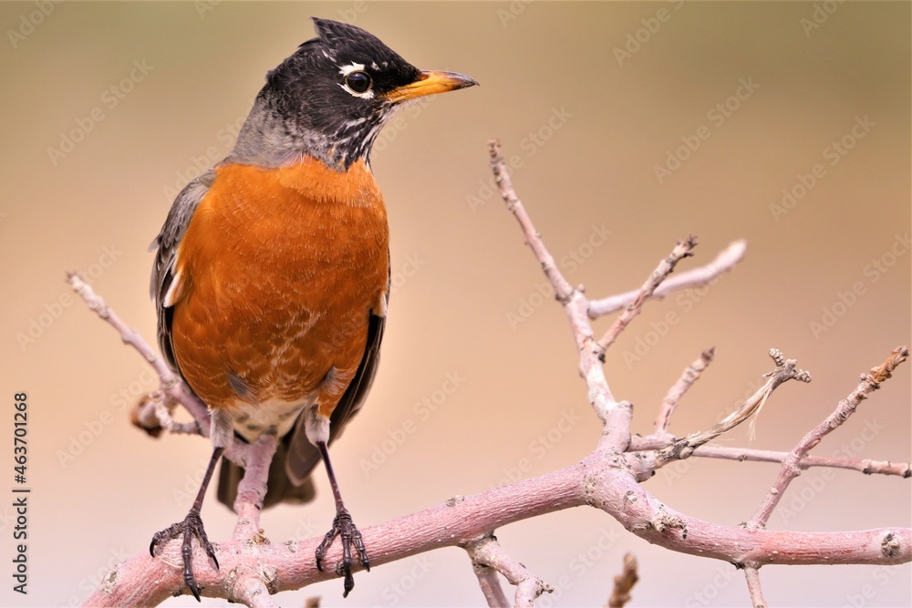 robin on a branch robin on a branch