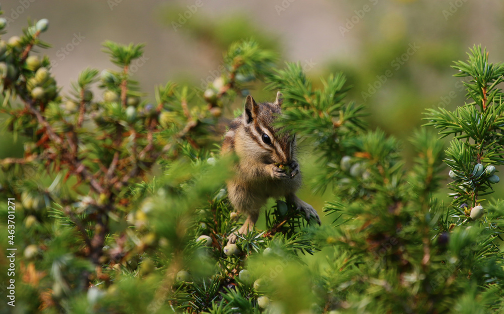 A Yellow-pine Chipmunk (Neotamias amoenus) in a Juniper bush eating Juniper berries, shot in Banff National Park, Alberta, Canada. A Yellow-pine Chipmunk (Neotamias amoenus) in a Juniper bush eating Juniper berries, shot in Banff National Park, Alberta, Canada.