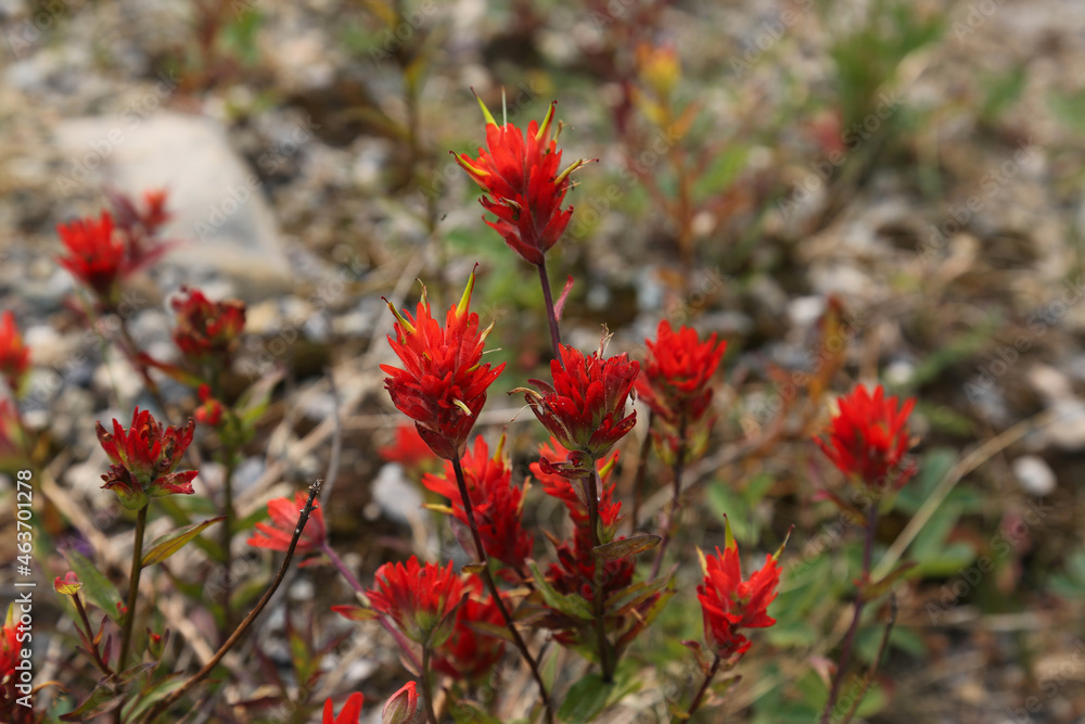 Harsh Paintbrush (Castilleja hispida) flowers shot along the side of the road in Banff National Park, Alberta, Canada.