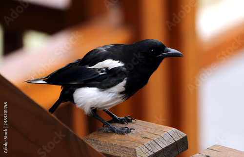 A Black-billed Magpie (Pica hudsonia) sitting the post of a railing in the Banff townsite in Banff National Park, Alberta, Canada. photo