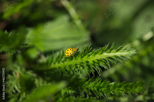 The 22-spot ladybird (lat. Psyllobora vigintiduopunctata), of the family Coccinellidae, and the noble yarrow (lat. Achillea nobilis), of the family Asteraceae. photo
