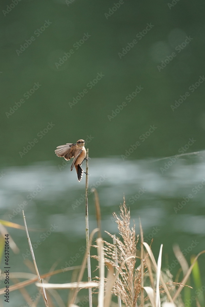 common stonechat in the reed field