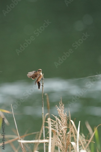 common stonechat in the reed field