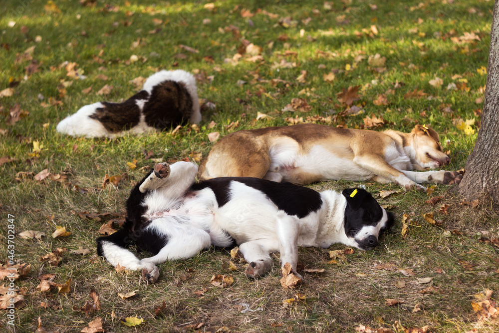 Homeless multicolored dogs are resting near the road with cars. Bright autumn day Homeless multicolored dogs are resting near the road with cars. Bright autumn day
