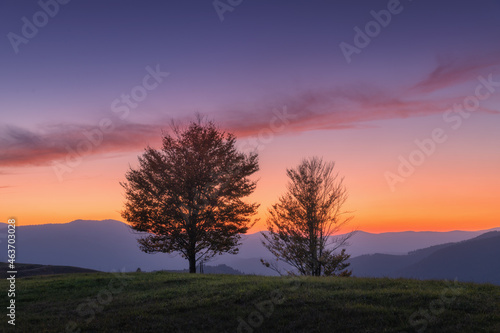 Beautiful alone trees on the hill in mountains at sunset in autumn in Ukraine. Colorful landscape with trees, colorful purple sky with pink clouds and orange sunlight at dusk in fall. Nature at night 