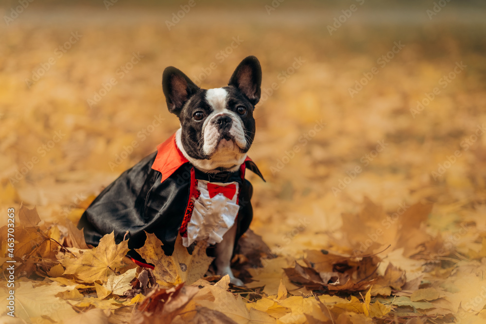 Bulldog dog in a dracula costume. Halloween vampire. Bulldog dog in a dracula costume. Halloween vampire.