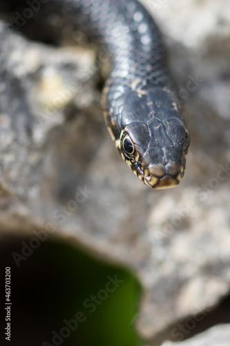 Close up shot of the head of an adult Black Western Whip Snake, Hierophis viridiflavus, in Malta photo