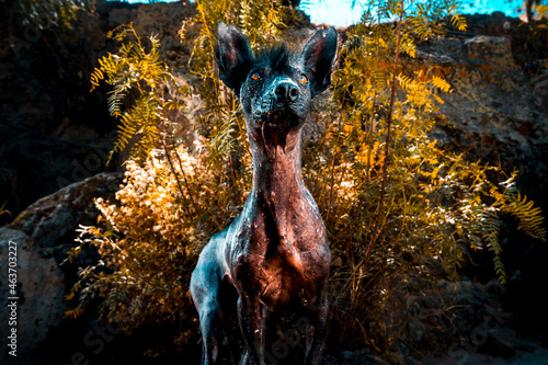 El juego de pelota mesoamericano fue un deporte con connotaciones rituales, jugado desde 1400 a. C.1​ por los pueblos precolombinos de Mesoamérica.	
