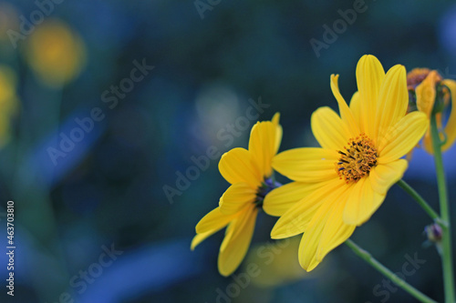 yellow flower on an unfocused background