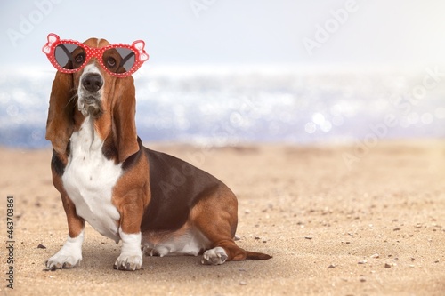 Fototapeta Naklejka Na Ścianę i Meble -  Lovely dog wearing funny sunglasses in summer
