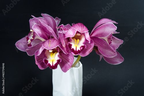  Pretty pink Cymbidium Orchid also known as Boat Orchid, in a Vase on black colored background closeup view.