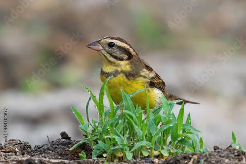 Yellow Breasted Bunting photo