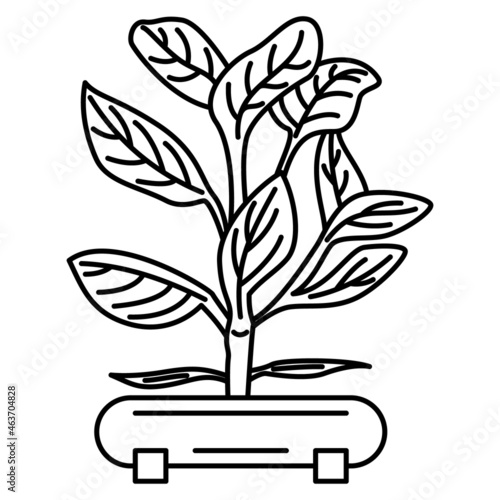 A plant with large leaves in a pot to create a microclimate in a room, office.