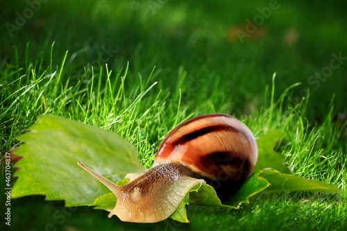 Wild big snail eats the green leaf photo