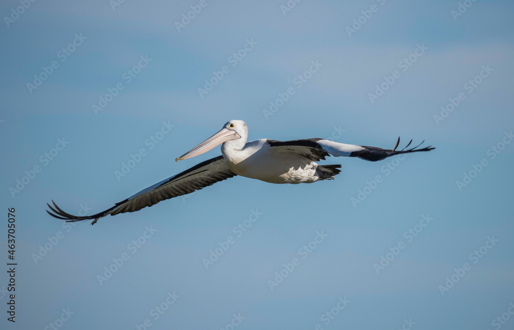 Obraz premium Pelican flying in the late afternoon blue sky