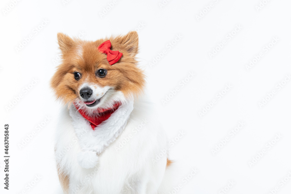 spitz com fantasia de natal e laço vermelho
spitz com fantasia de natal e laço vermelho