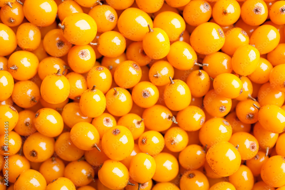 Sea buckthorn berries background. Fresh, juicy ripe, yellow berries close-up. Top view Sea buckthorn berries background. Fresh, juicy ripe, yellow berries close-up. Top view