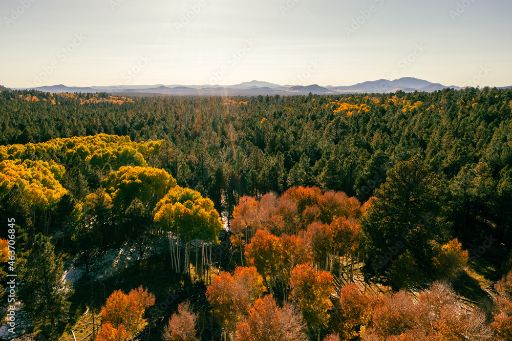 Autumn colored trees in Arizona with mountains in background 
