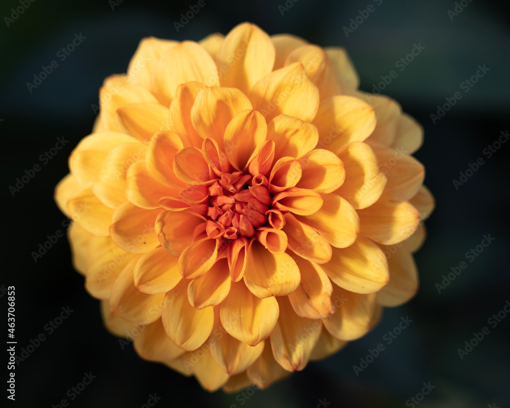 orange dahlia flower orange dahlia flower