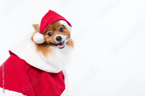 Cachorro spitz com fantasia de natal e manta vermelha © Leandro