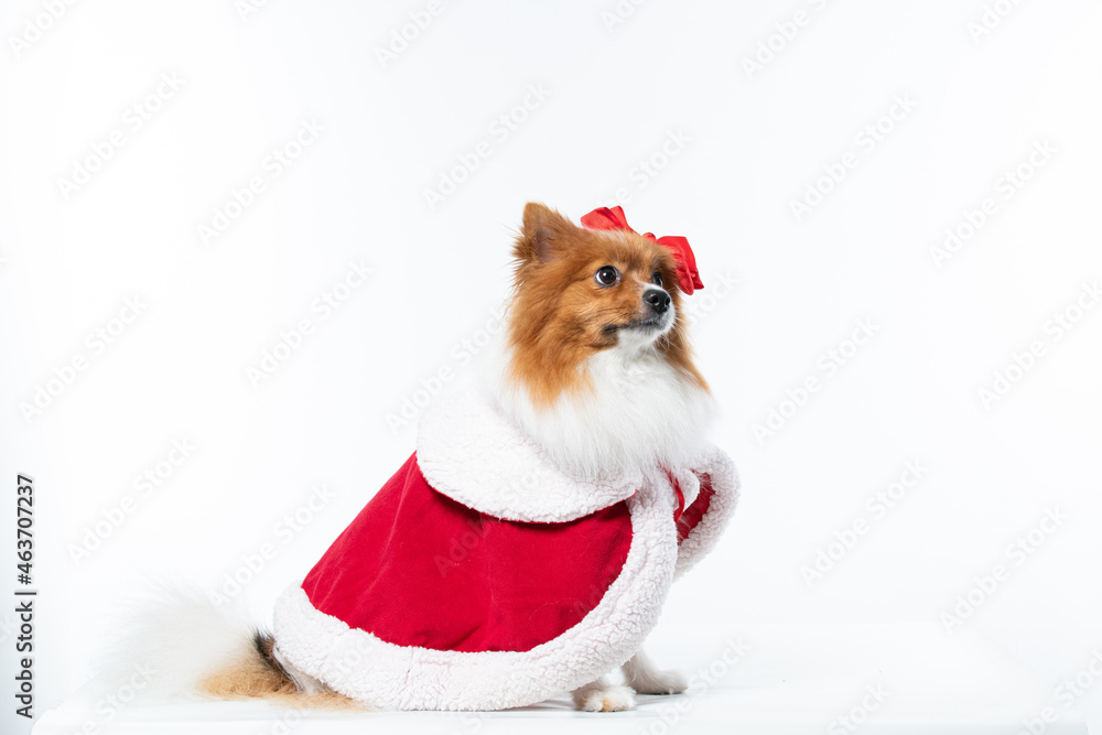 Cachorro spitz com fantasia de natal e manta vermelha Cachorro spitz com fantasia de natal e manta vermelha