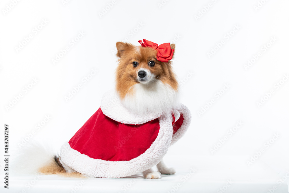 Cachorro spitz com fantasia de natal e manta vermelha Cachorro spitz com fantasia de natal e manta vermelha