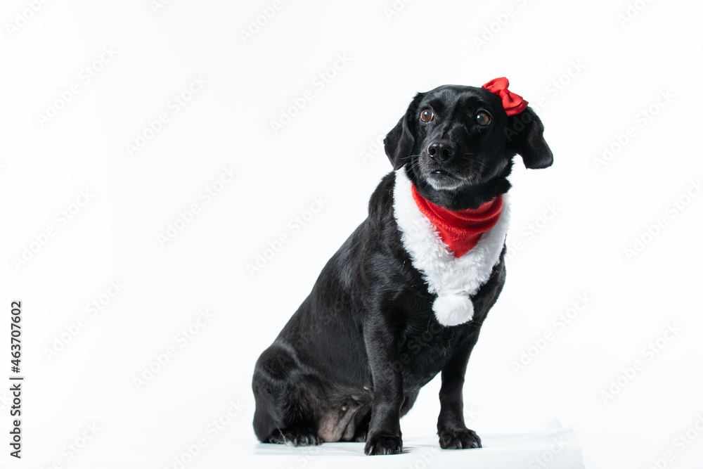 Cachorro preto com fantasia de natal Cachorro preto com fantasia de natal