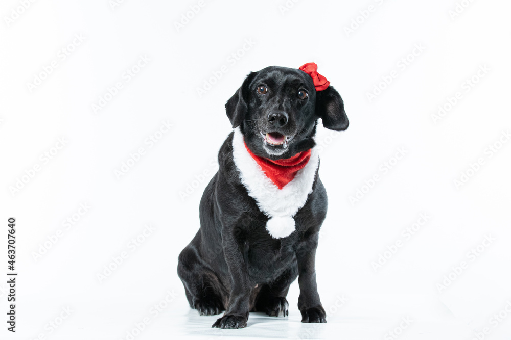 Obraz premium Cachorro preto com fantasia de natal e laço vermelho