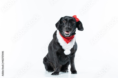 Cachorro preto com fantasia de natal e laço vermelho © Leandro