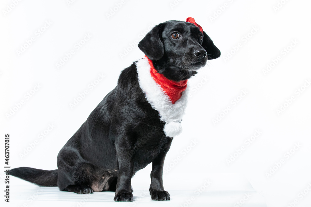 Cachorro preto com fantasia de natal e laço vermelho Cachorro preto com fantasia de natal e laço vermelho