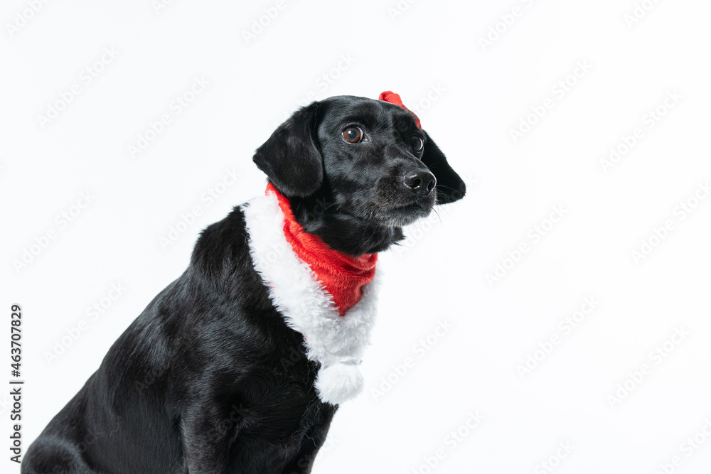 Cachorro preto com fantasia de natal e laço vermelho Cachorro preto com fantasia de natal e laço vermelho