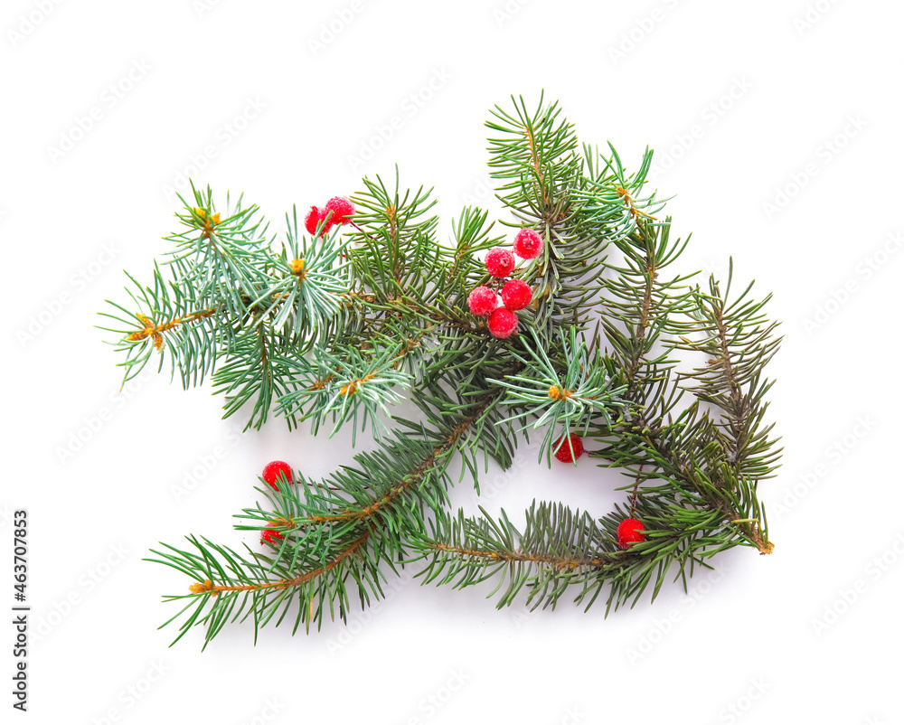 Fir branch and berries on white background Fir branch and berries on white background