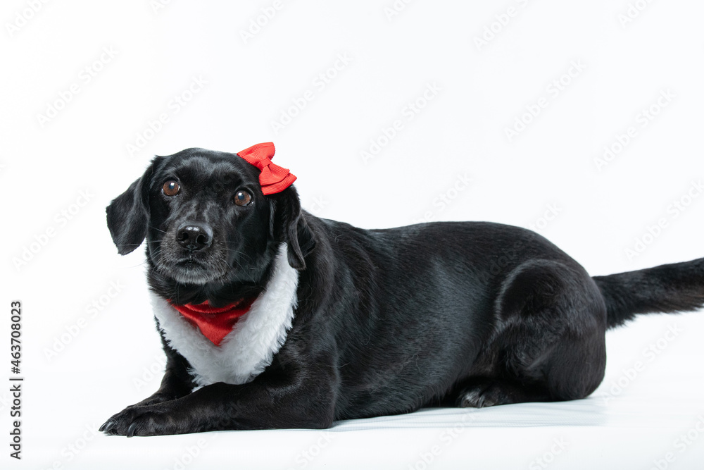 Cachorro preto com fantasia de natal e laço vermelho Cachorro preto com fantasia de natal e laço vermelho