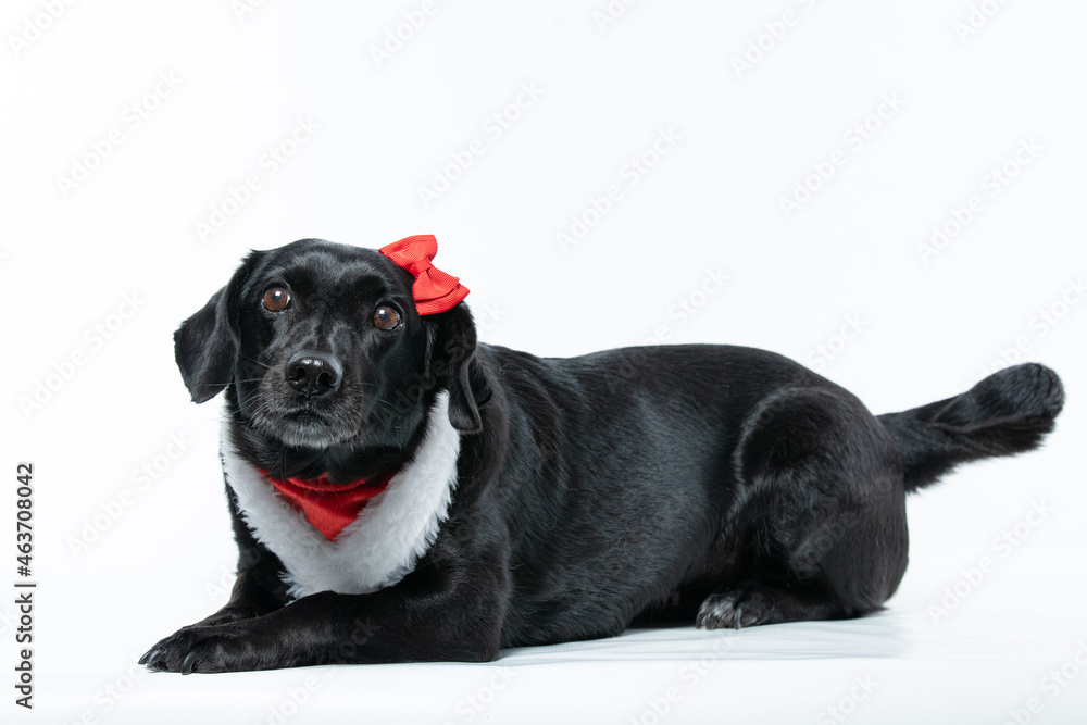 Cachorro preto com fantasia de natal e laço vermelho Cachorro preto com fantasia de natal e laço vermelho