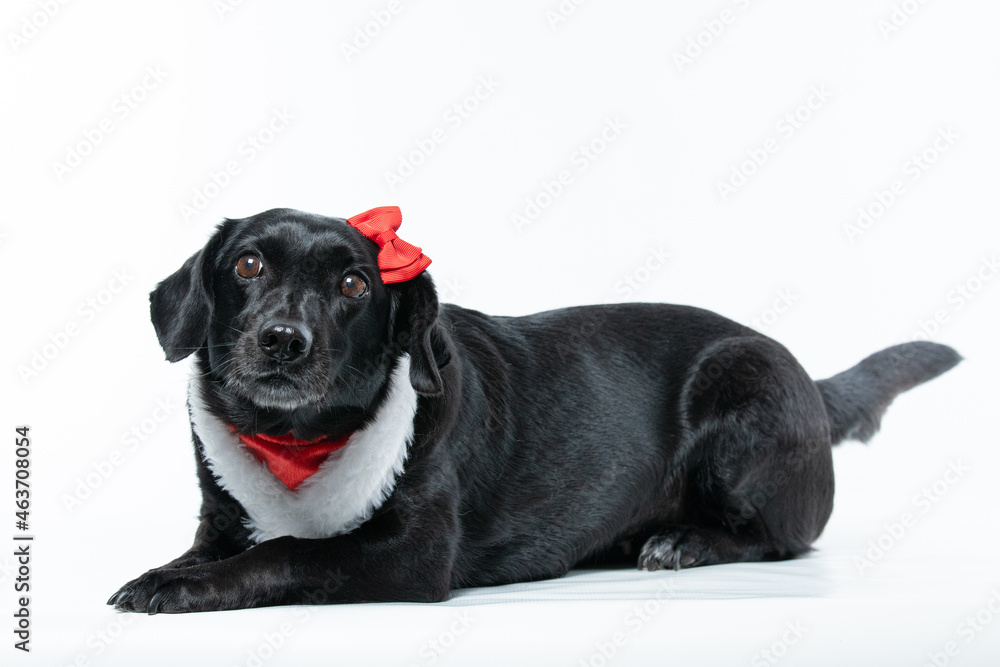 Cachorro preto com fantasia de natal e laço vermelho Cachorro preto com fantasia de natal e laço vermelho